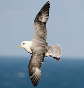 Northern Fulmar