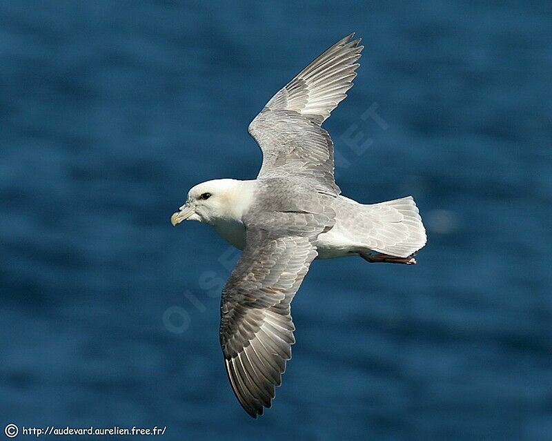 Fulmar boréal