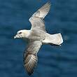 Fulmar boréal