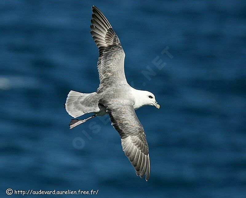 Fulmar boréal