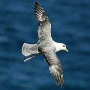 Fulmar boréal