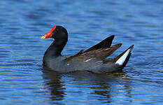 Gallinule d'Amérique