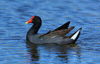 Gallinule d'Amérique