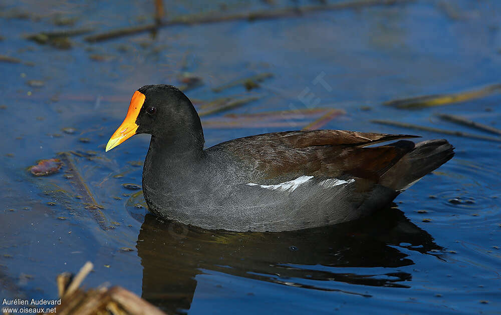 Gallinule d'Amérique, identification