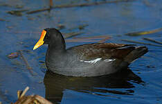 Gallinule d'Amérique