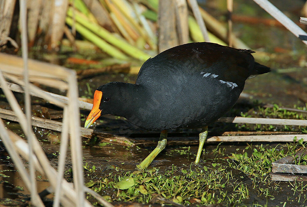 Gallinule d'Amériquesubadulte, identification