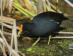 Common Gallinule