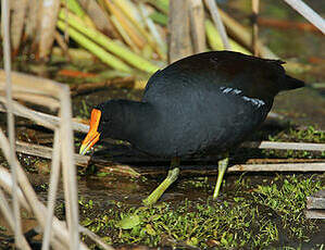 Gallinule d'Amérique