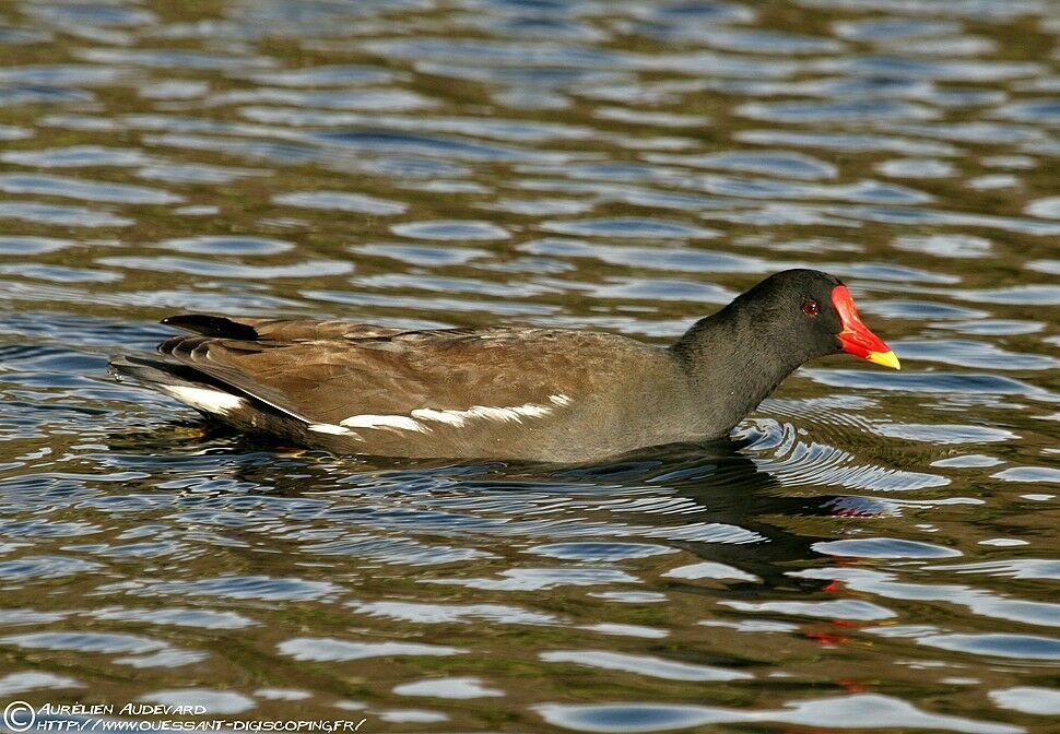 Common Moorhen, identification