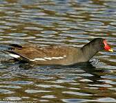 Gallinule poule-d'eau