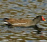 Gallinule poule-d'eau