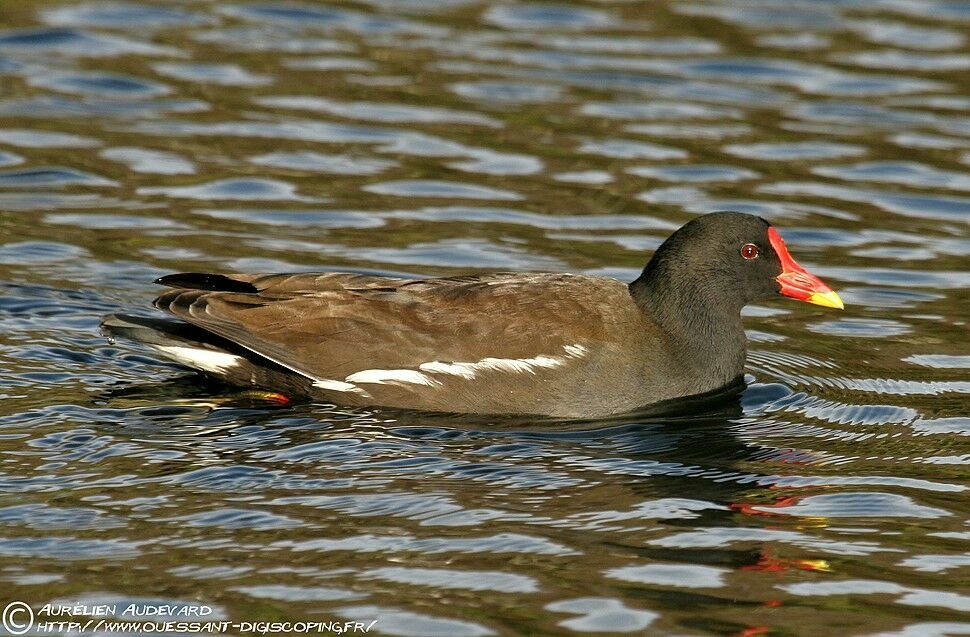 Common Moorhen