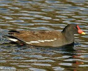 Gallinule poule-d'eau