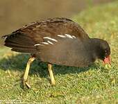 Gallinule poule-d'eau