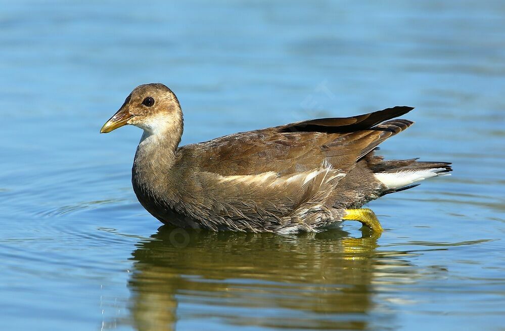 Gallinule poule-d'eaujuvénile