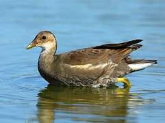 Common Moorhen