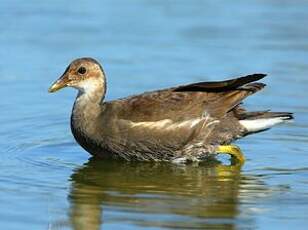 Gallinule poule-d'eau