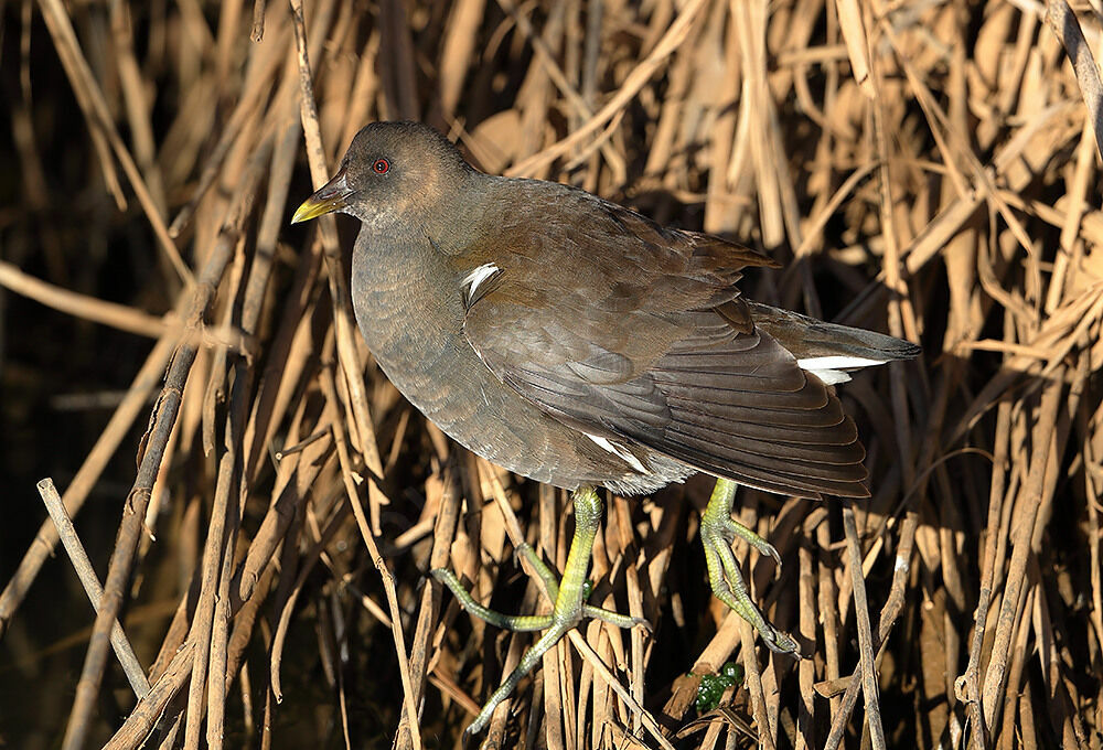 Gallinule poule-d'eau2ème année, identification