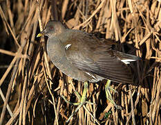 Common Moorhen