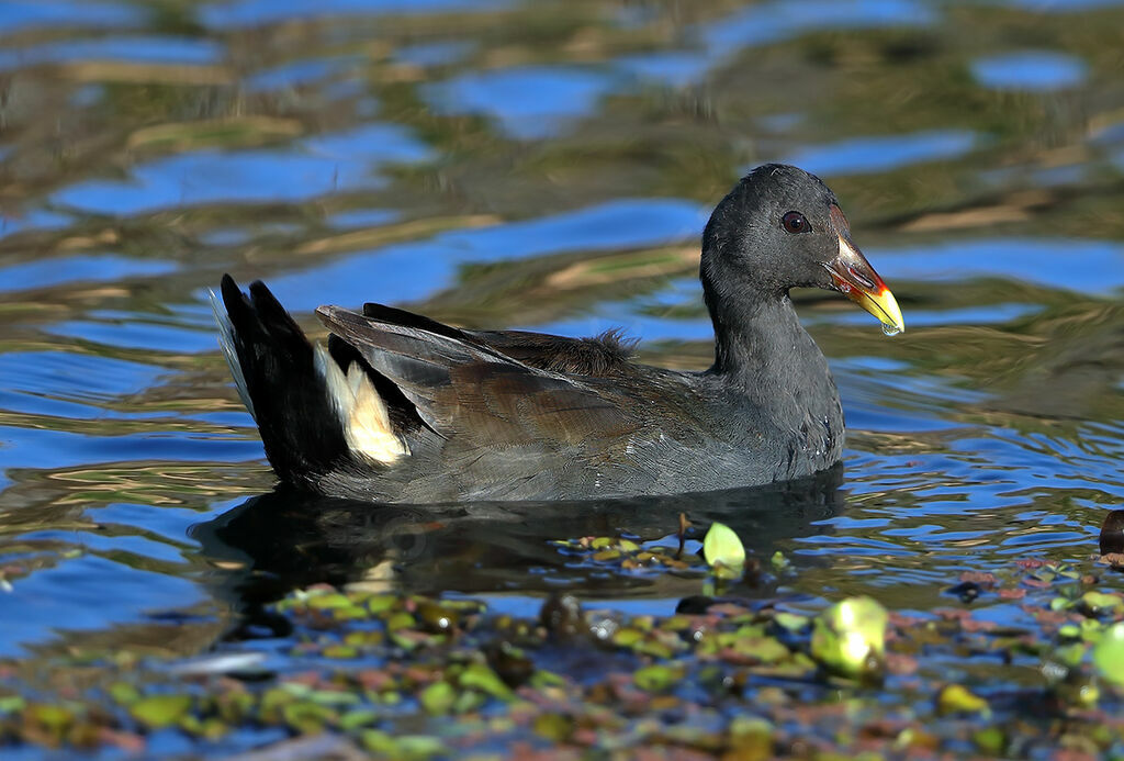 Gallinule sombreimmature, identification