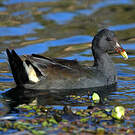 Gallinule sombre