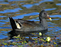 Gallinule sombre