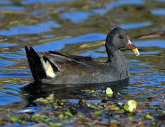 Dusky Moorhen