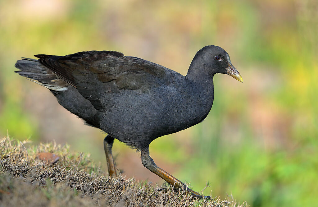 Dusky Moorhen, identification