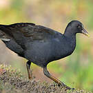 Gallinule sombre