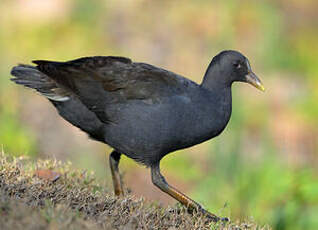 Gallinule sombre