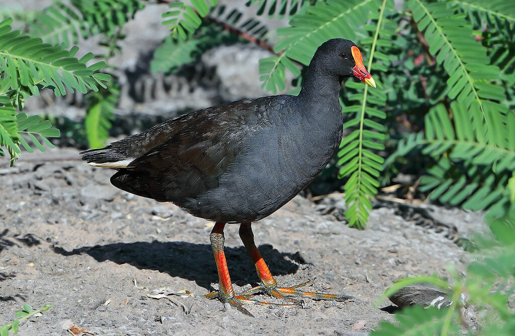 Gallinule sombreadulte, identification