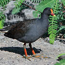 Gallinule sombre