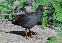 Gallinule sombre