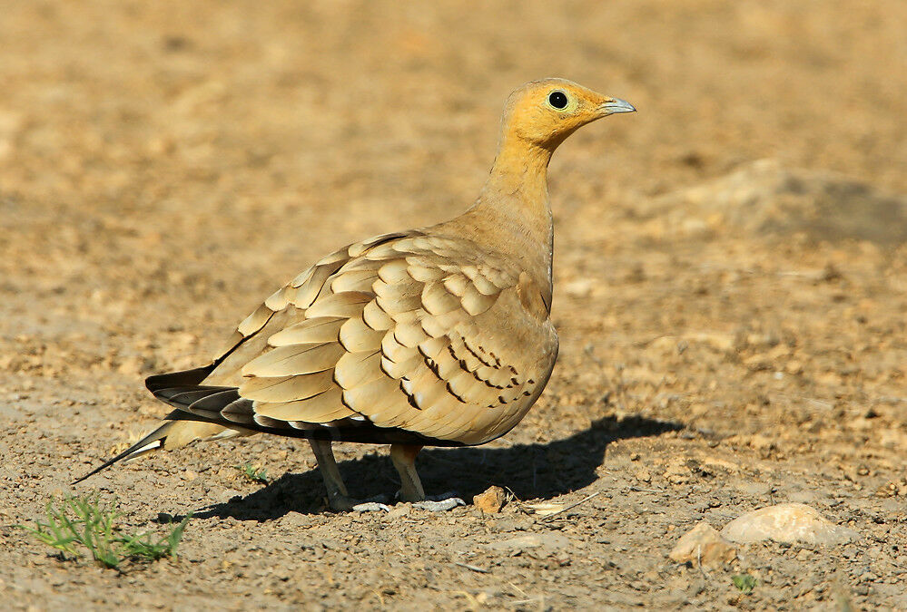 Chestnut-bellied Sandgrouse