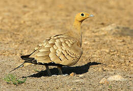 Chestnut-bellied Sandgrouse