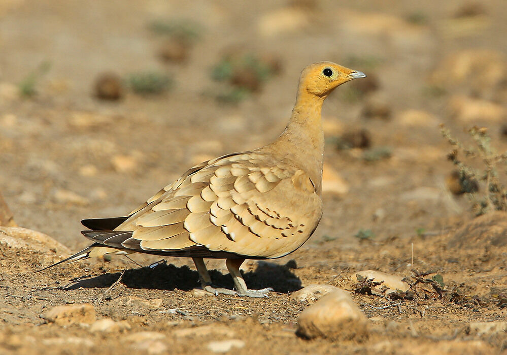 Chestnut-bellied Sandgrouse