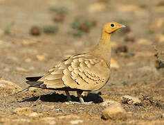 Chestnut-bellied Sandgrouse