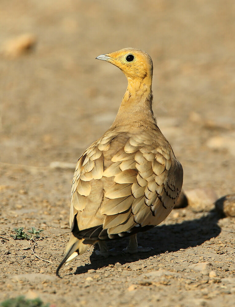 Chestnut-bellied Sandgrouseadult