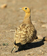 Chestnut-bellied Sandgrouse