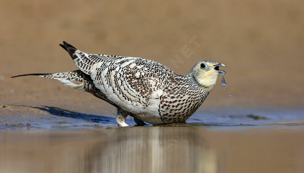 Chestnut-bellied Sandgrouse