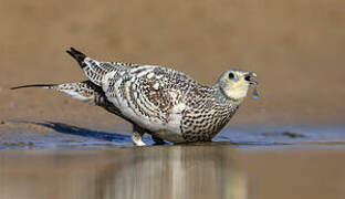 Chestnut-bellied Sandgrouse