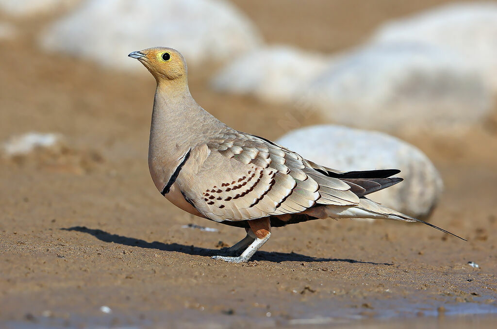 Chestnut-bellied Sandgrouse