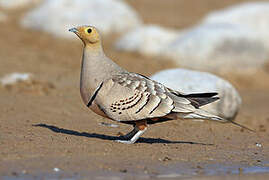 Chestnut-bellied Sandgrouse