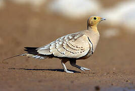 Chestnut-bellied Sandgrouse