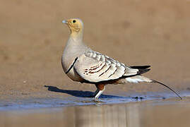 Chestnut-bellied Sandgrouse