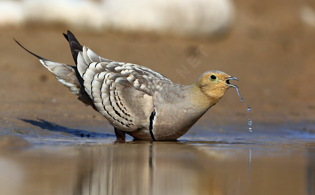 Chestnut-bellied Sandgrouse male adult breeding, identification