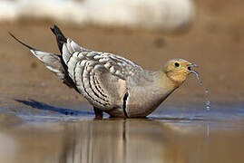 Chestnut-bellied Sandgrouse