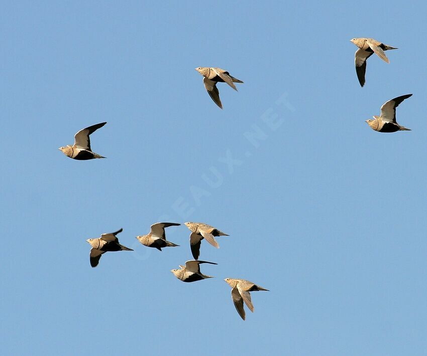 Black-bellied Sandgrouse