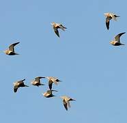 Black-bellied Sandgrouse