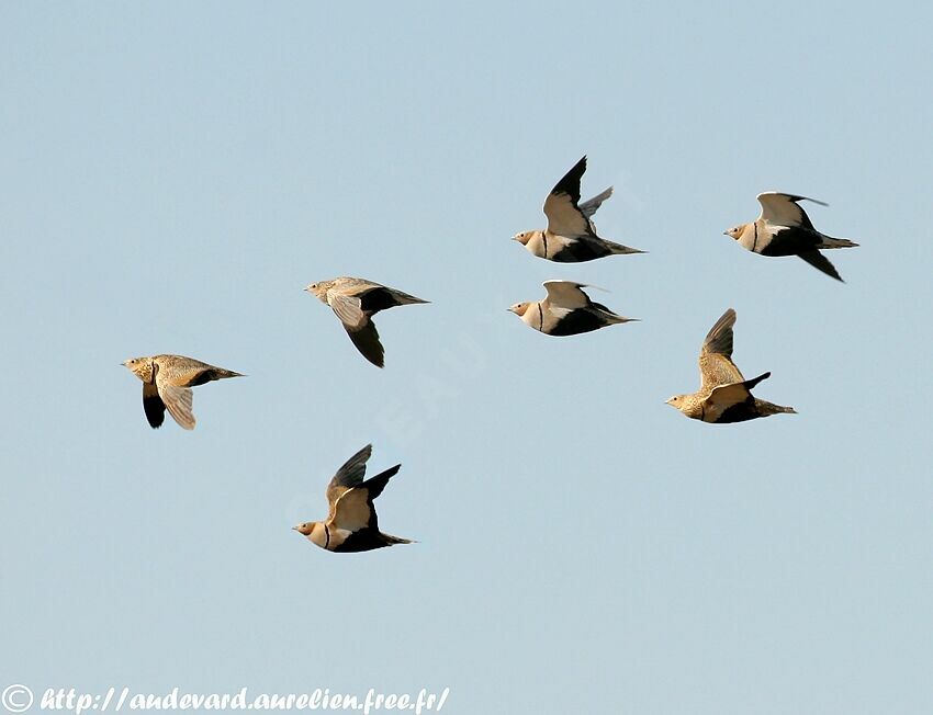 Black-bellied Sandgrouseadult